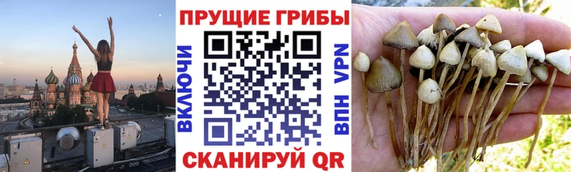 Псилоцибиновые грибы прущие грибы Улан-Удэ